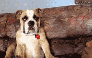 giphy c