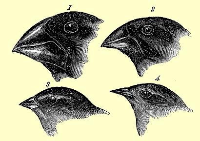 darwinfinches mysite.du.edu